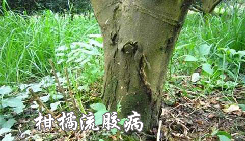 柑橘流胶病
