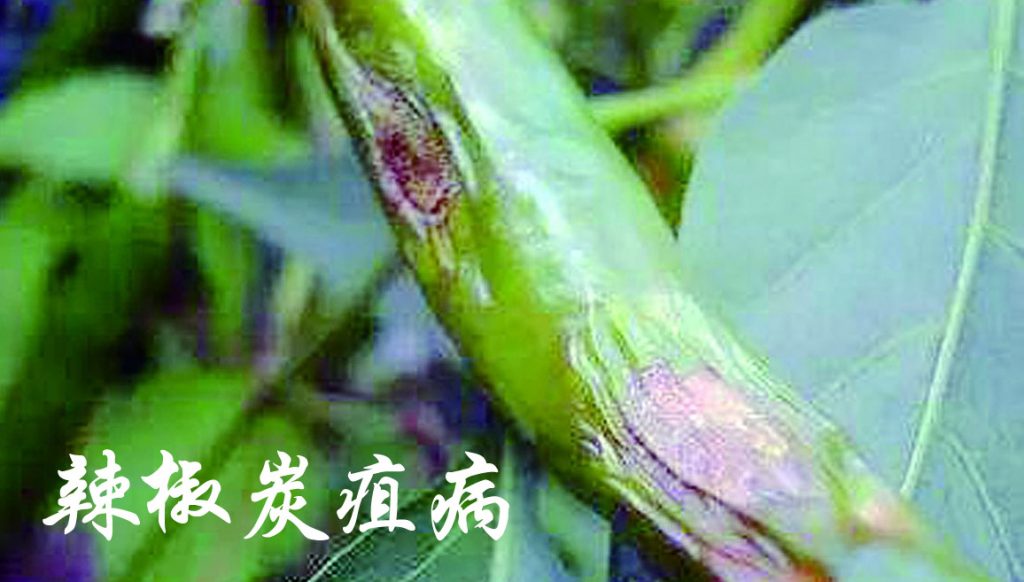 辣椒炭疽病