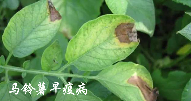 马铃薯早疫病