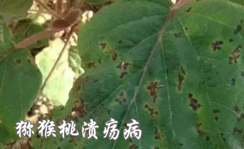 猕猴桃溃疡病