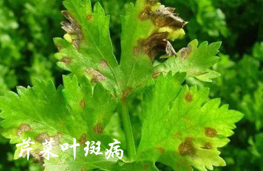 芹菜叶斑病