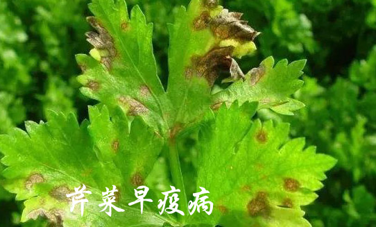 芹菜早疫病