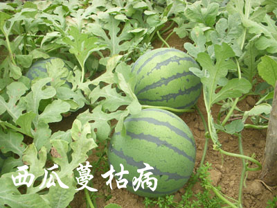 西瓜蔓枯病