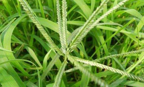 草铵膦除草几天能见效？出现草铵膦药害如何缓解？