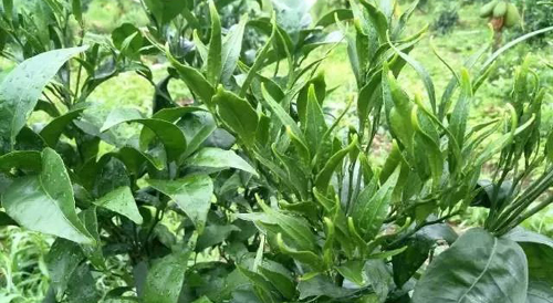 草铵膦药害