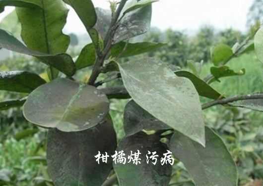 柑橘煤污病危害叶片症状，柑橘煤污病用什么药？