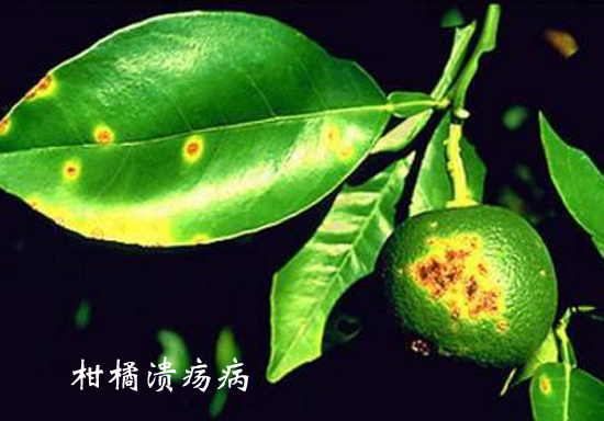 柑橘溃疡病