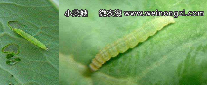 小菜蛾
