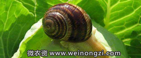 四聚乙醛防治蜗牛的使用方法，注意事项