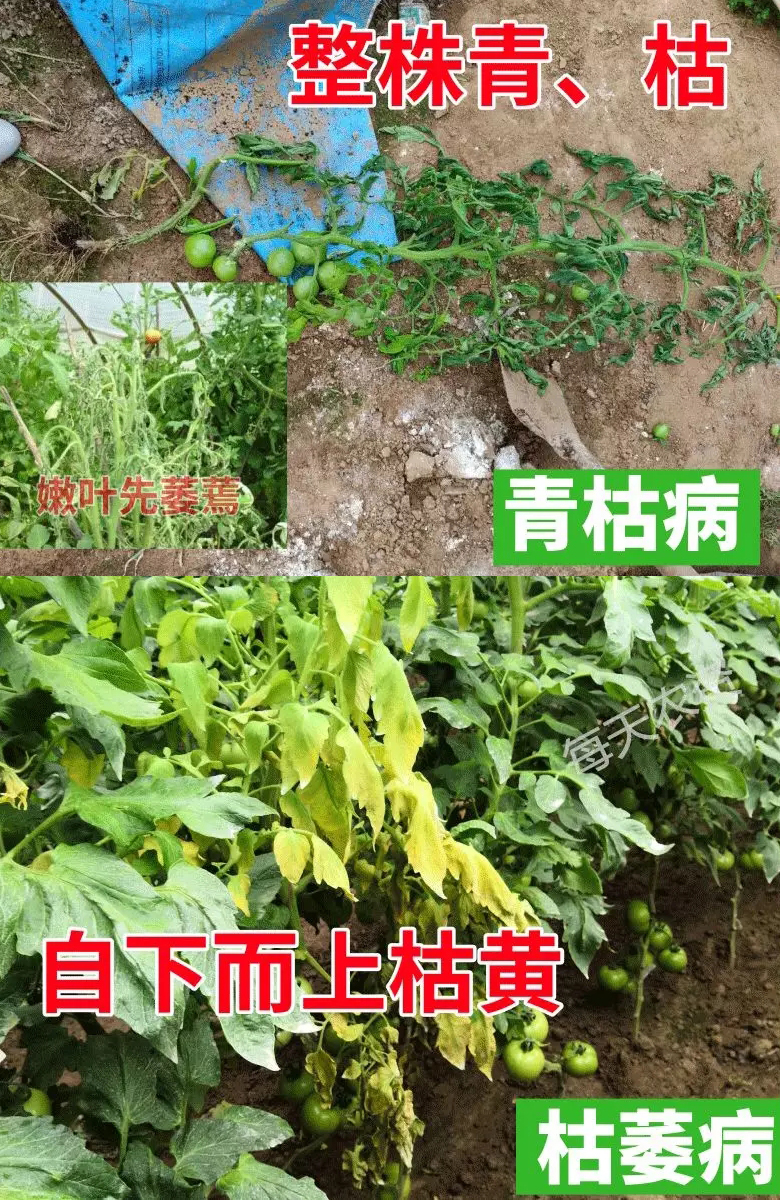 枯萎病