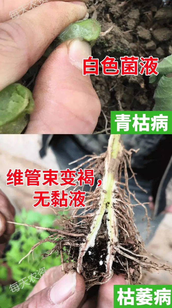 青枯病