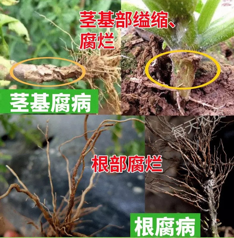 茎基腐病