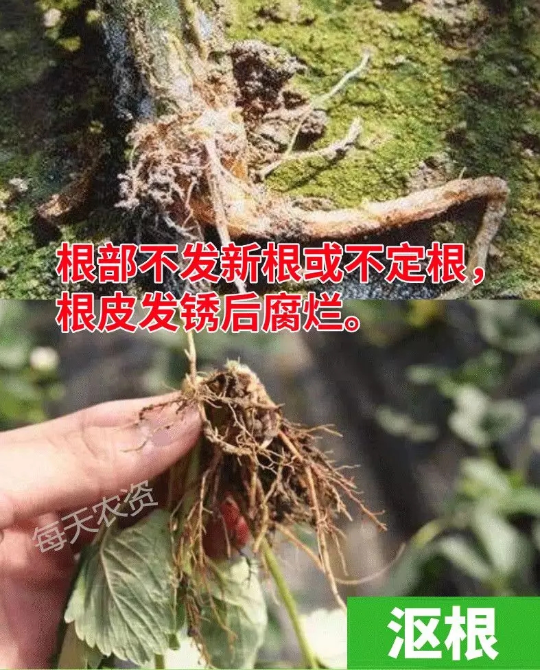烂根