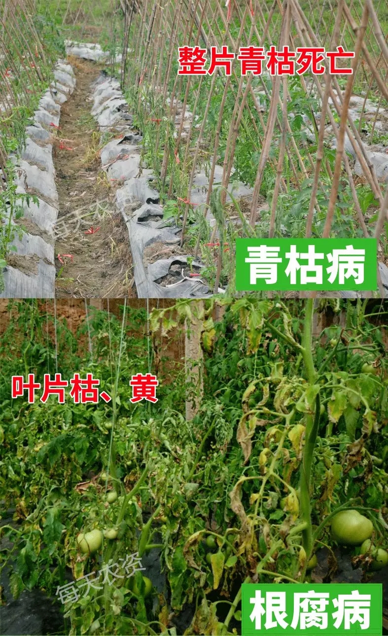 根腐病