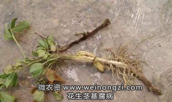 花生茎基腐病