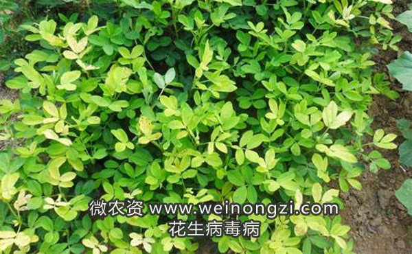 花生病毒病