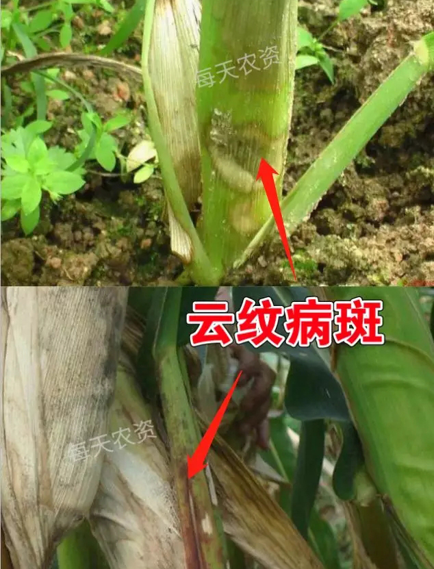 玉米纹枯病