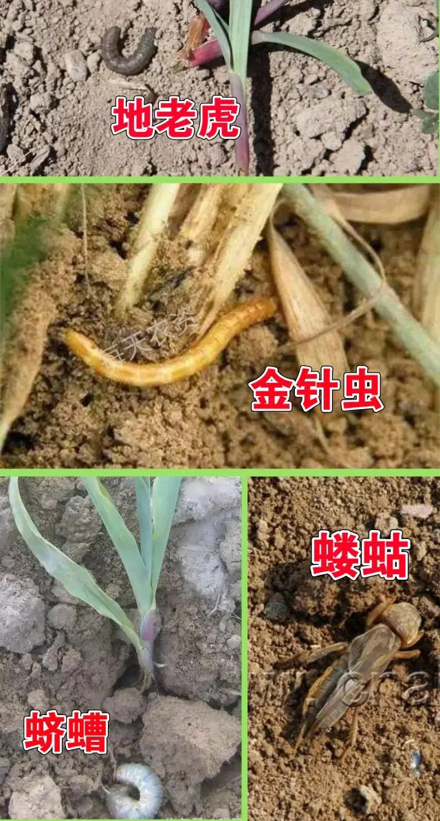 玉米地下害虫如何防治，用什么药？