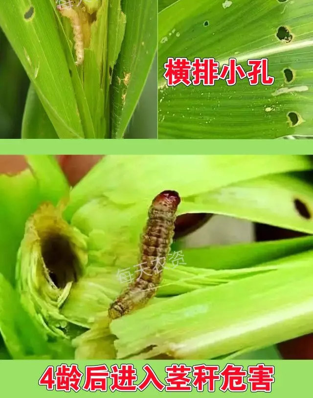 玉米螟