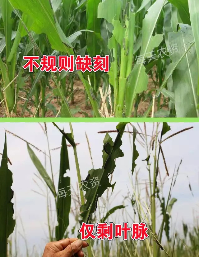 玉米粘虫