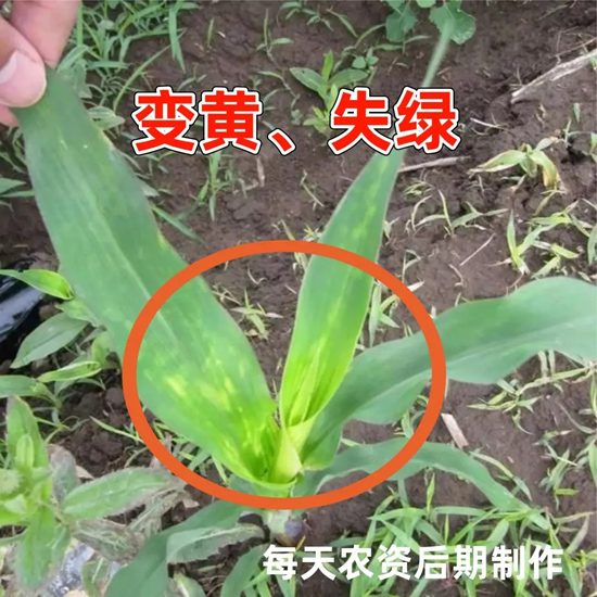 烟嘧磺隆药害