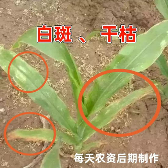 莠去津药害