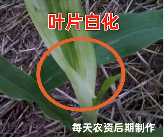 硝磺草酮药害