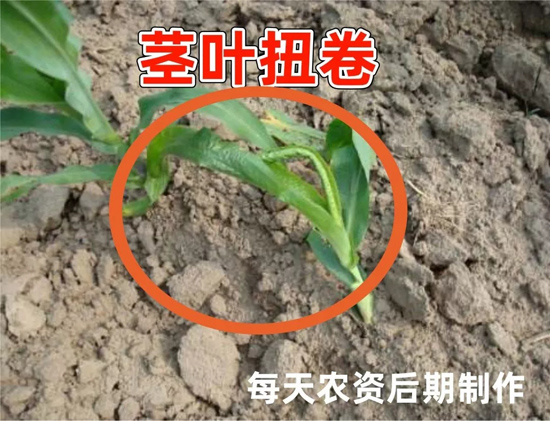乙草胺药害
