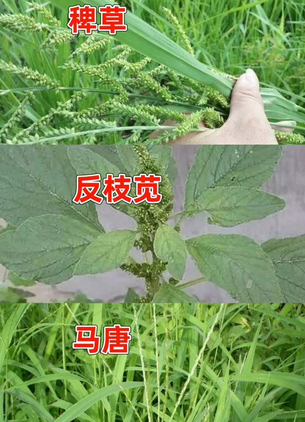 草铵膦