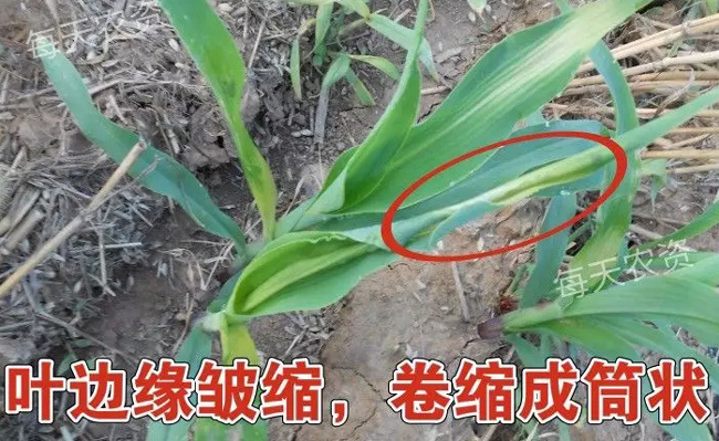 玉米药害