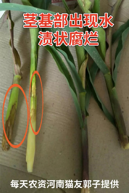 玉米茎基腐病图片该用什么药？