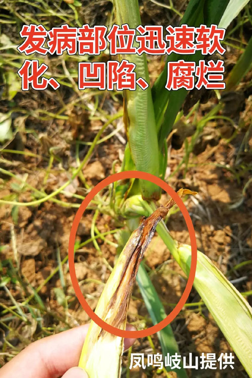 玉米细菌性茎基腐病