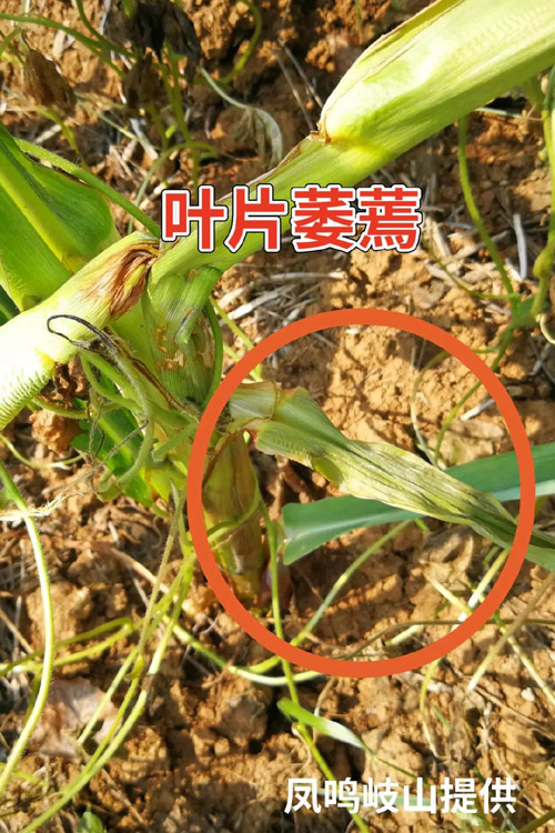 玉米细菌性茎基腐病