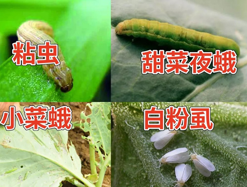 虱螨脲