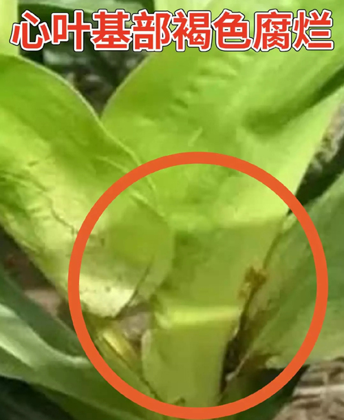 玉米顶腐病