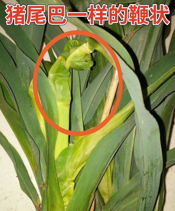 玉米顶腐病