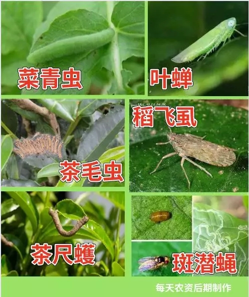 阿维菌素使用方法，阿维菌素可以和哪些农药复配？