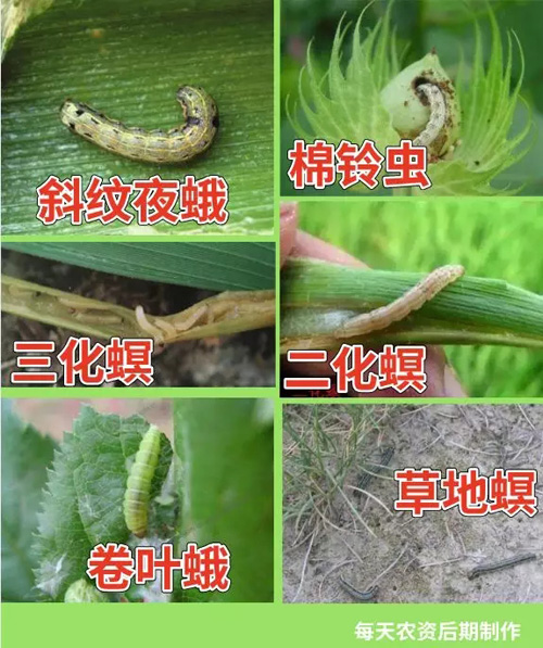 阿维菌素