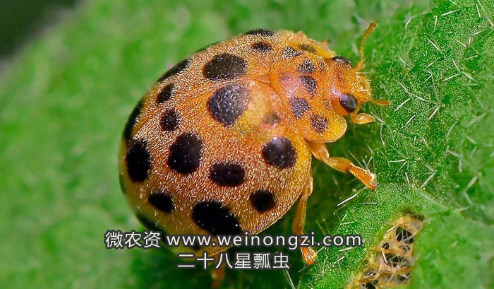 二十八星瓢虫