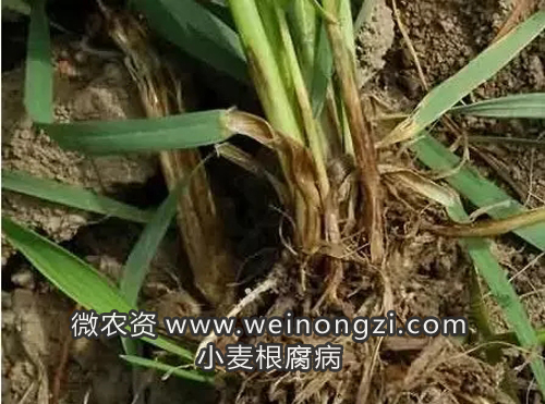 小麦根腐病的防治方法