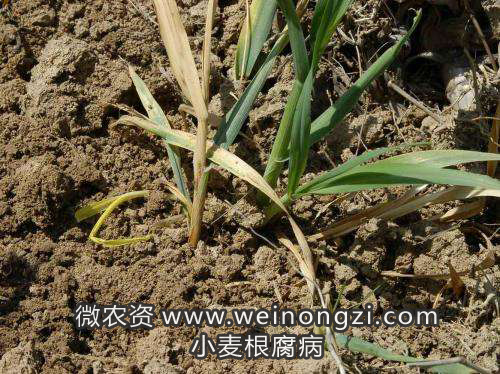 小麦根腐病