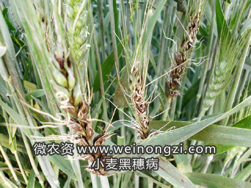 小麦黑穗病
