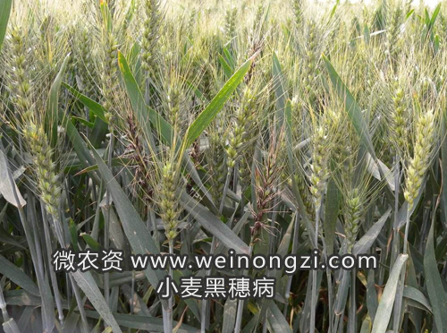 小麦黑穗病