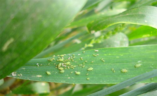 小麦蚜虫防治技术