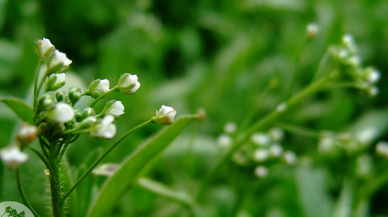 小麦荠菜
