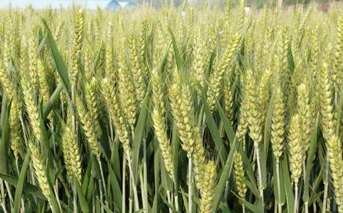 小麦拌种剂配方30%吡醚·咯·噻虫防治小麦纹枯病、蚜虫