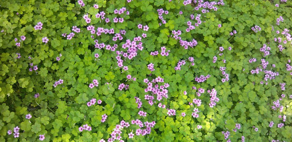 除草剂