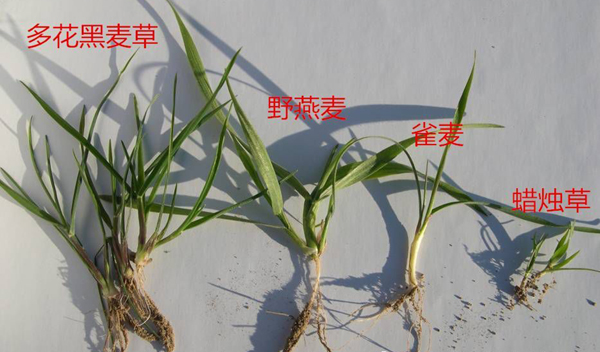 小麦田除草