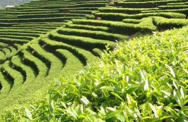 75%百菌清防治花生锈病和叶斑病烟草病害的稀释倍数是多少？
