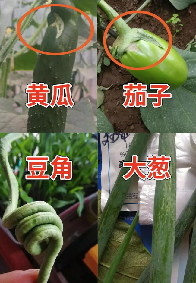 蓟马